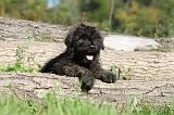 BOUVIER DES FLANDRES 141